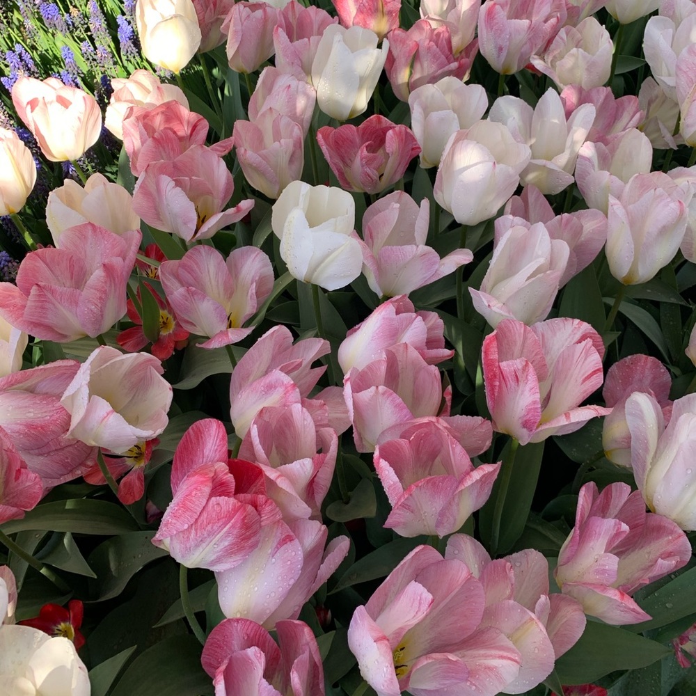 Meet your Posher, Edith